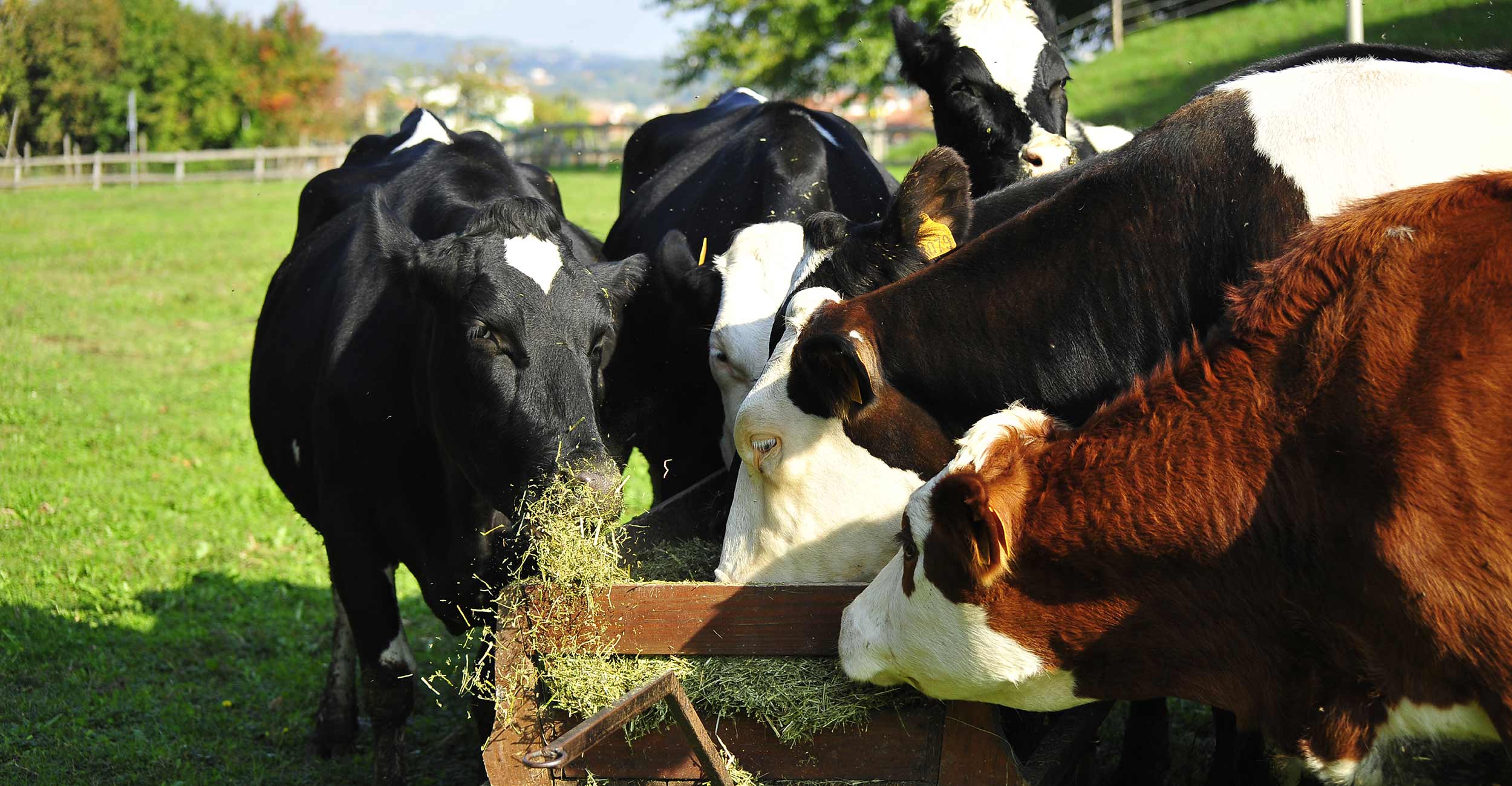 Maggiorazione assegnazione di carburante anno 2024 per le aziende Agricole con Allevamento